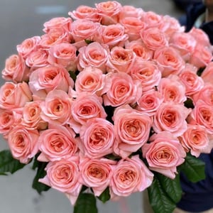 Bouquet of pink roses