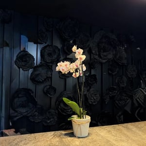 Orquidea blanca con maceta