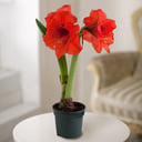 Amaryllis red