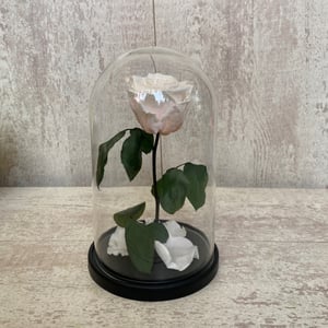 White rose in a flask with petals