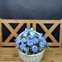 Blumenkorb 'Nelkenkorb "Gürtel der Venus"'