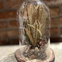 Natürliche Trockenblumen Nr. 3