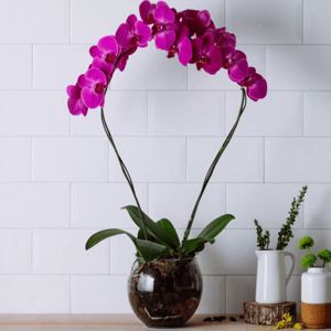 Beautiful Vienna Pink