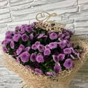 Blumenstrauß 'Purple santini'