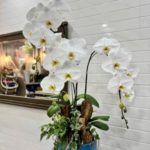Flower basket 'The Three of Orchid Phalaenopsis'