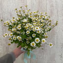 Bouquet 'Bush Chamomile'