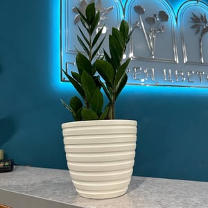 Zamioculcas