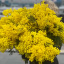 Bouquet 'Mimosa'