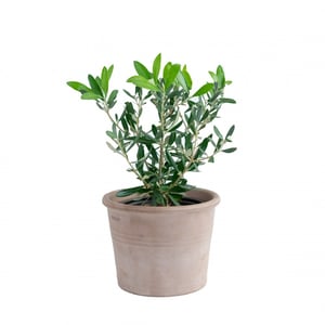 Olive tree in ceramic pot