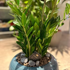 Zamioculcas Zamiifolia in einem blauen Keramiktopf