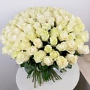 101 white rose 50 cm