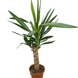 Palma Yucca