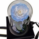 Blue Eternal rose in glass dome