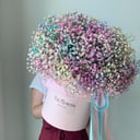 Resistant gypsophila maxi size