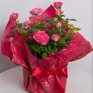 Pink blooming rose in a flowerpot