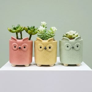 Wise Owls Mini Succulent Pot Set