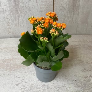 Kalanchoe 1