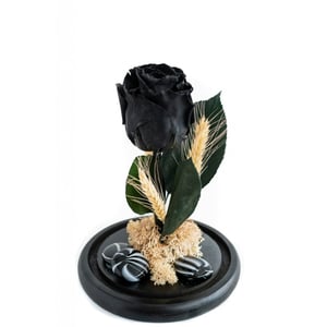 Forever Rose Black M