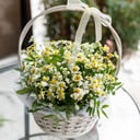 Flower basket 'Basket with daisies'