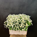 Blumenbox 'Gänseblümchen in der Schublade "Morgen"'