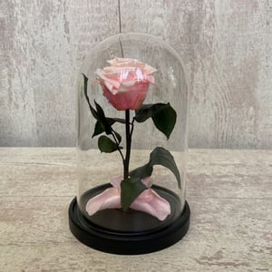 Pink rose in a flask