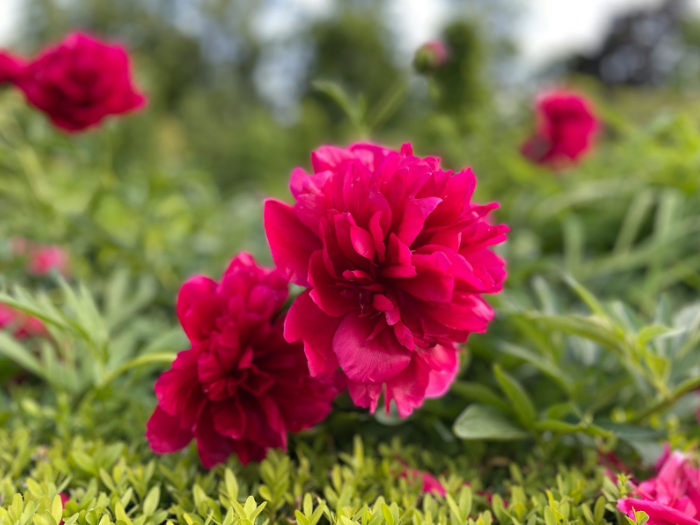 Christmas traditions in gifs