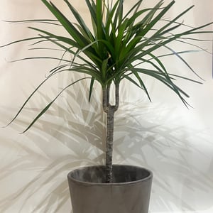Dracaena Marginata dans un pot
