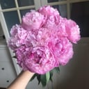 Bouquet of 9 Peonies