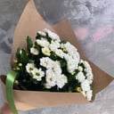 Chrysanthemum Santini Rossi White