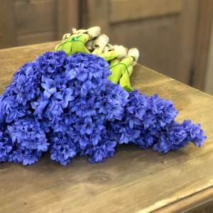 Blumenstrauß 'Bouquet of 25 hyacinths'