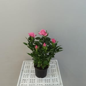 Pink Cordana Rose