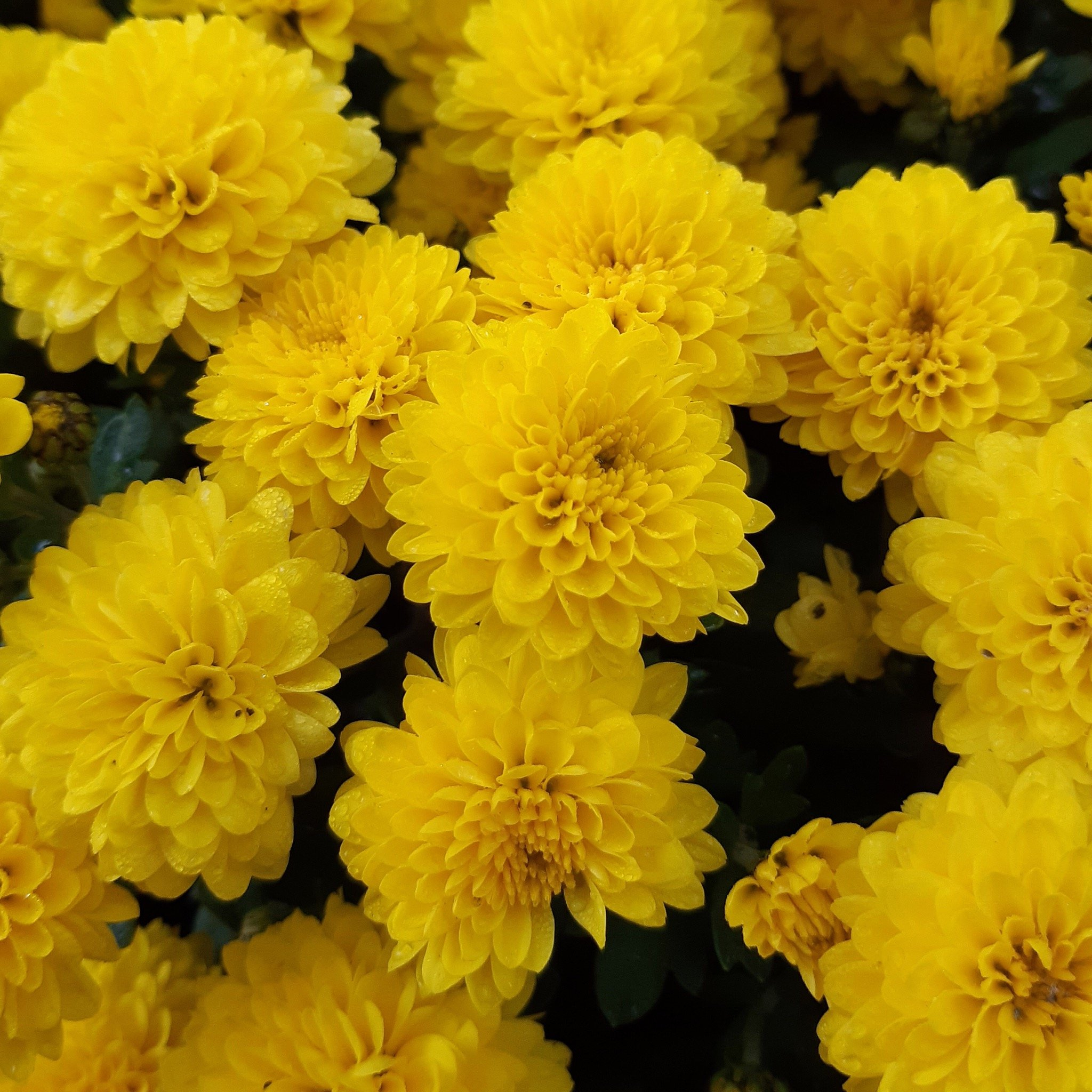 Gelbe Blumen und ihre Bedeutung : Welche Blumen blühen Gelb?