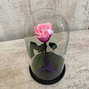 Pale pink rose in a flask