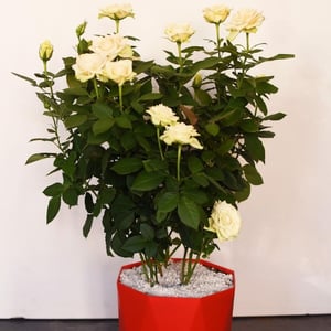 Large white blooming rose in a flowerpot