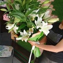 Bouquet of 9 Lilies