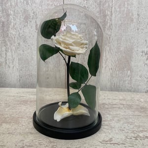 White rose in a flask