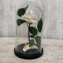 White rose in a flask