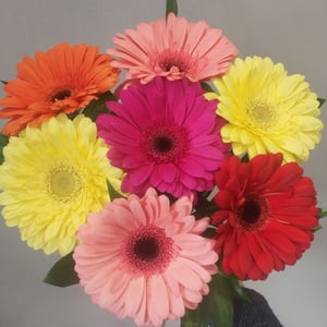 Gerberas in a bouquet