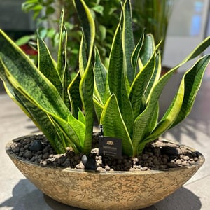 Sanseveria in a boat gold pot