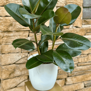 Rubber fig with flowerpot