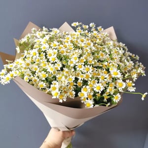 Bouquet of Matricaria