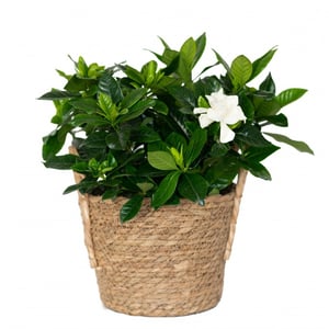 Gardenia in natural deco basket