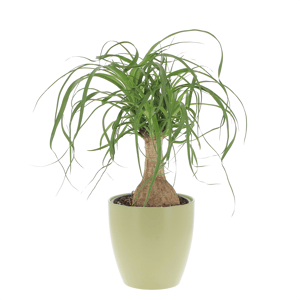 Beaucarnea