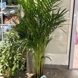 A Parlor Palm