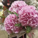 Blumenstrauß 'Musik der Sphären'