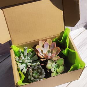 Gift set of succulents
