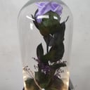 For a beautiful lady