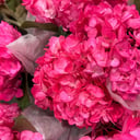 Blumenstrauß 'Neon Pink Hortensien Pur'