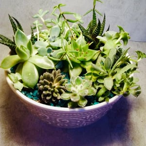 Composition of live succulents "Darling"