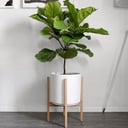 Ficus lyrata